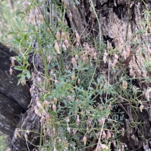 Clematis leptophylla at Bruce, ACT - 5 Aug 2022