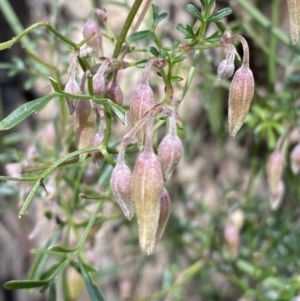 Clematis leptophylla at Bruce, ACT - 5 Aug 2022