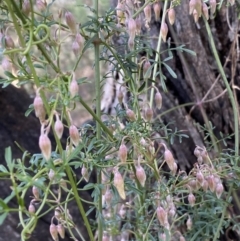 Clematis leptophylla at Bruce, ACT - 5 Aug 2022 12:29 PM