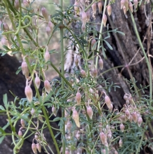 Clematis leptophylla at Bruce, ACT - 5 Aug 2022 12:29 PM