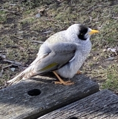 Manorina melanocephala (Noisy Miner) at Bruce, ACT - 5 Aug 2022 by SteveBorkowskis