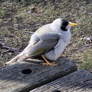 Manorina melanocephala at Bruce, ACT - 5 Aug 2022 12:47 PM