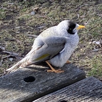 Manorina melanocephala (Noisy Miner) at Bruce Ridge to Gossan Hill - 5 Aug 2022 by Steve_Bok