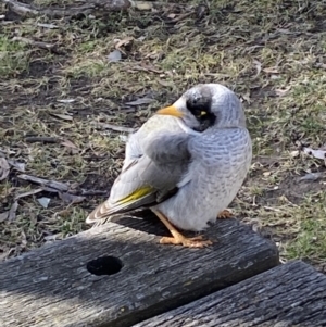 Manorina melanocephala at Bruce, ACT - 5 Aug 2022 12:47 PM