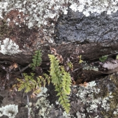 Cheilanthes distans at O'Malley, ACT - 31 Jul 2022 02:04 PM