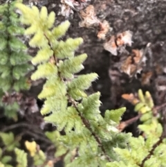 Cheilanthes distans at O'Malley, ACT - 31 Jul 2022 02:04 PM