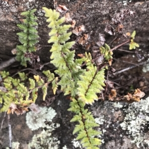 Cheilanthes distans at O'Malley, ACT - 31 Jul 2022