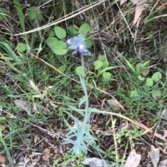 Linaria arvensis at O'Malley, ACT - 31 Jul 2022