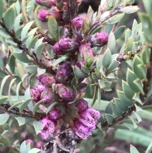 Melaleuca thymifolia at O'Malley, ACT - 31 Jul 2022