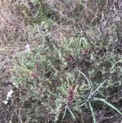 Melaleuca thymifolia at O'Malley, ACT - 31 Jul 2022