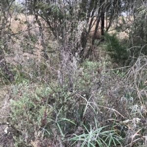 Melaleuca thymifolia at O'Malley, ACT - 31 Jul 2022