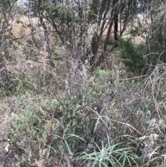 Melaleuca thymifolia at O'Malley, ACT - 31 Jul 2022