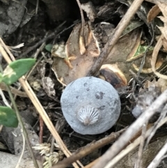 Geastrum tenuipes (An earthstar) at O'Malley, ACT - 31 Jul 2022 by Tapirlord