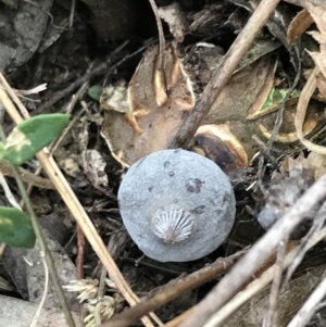 Geastrum tenuipes at O'Malley, ACT - 31 Jul 2022 01:37 PM