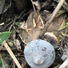 Geastrum tenuipes at O'Malley, ACT - 31 Jul 2022 01:37 PM