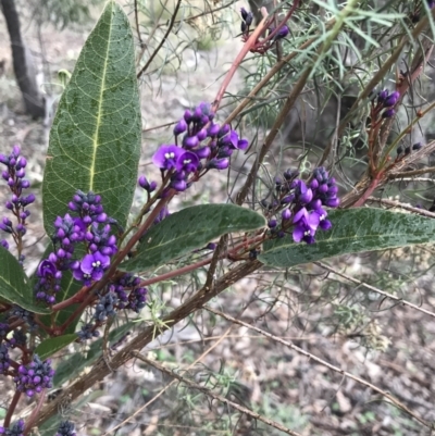 Hardenbergia violacea (False Sarsaparilla) at O'Malley, ACT - 31 Jul 2022 by Tapirlord