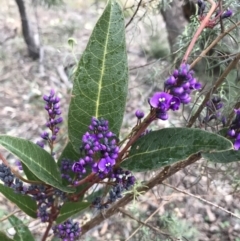 Hardenbergia violacea at O'Malley, ACT - 31 Jul 2022