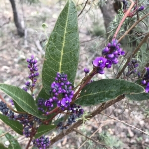 Hardenbergia violacea at O'Malley, ACT - 31 Jul 2022