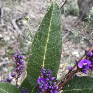 Hardenbergia violacea at O'Malley, ACT - 31 Jul 2022