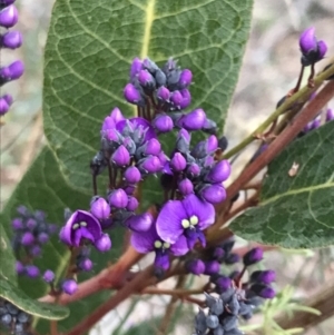 Hardenbergia violacea at O'Malley, ACT - 31 Jul 2022