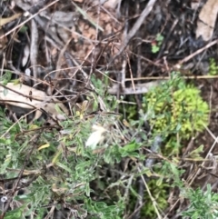 Vittadinia cuneata (Fuzzweed, New Holland Daisy) at Phillip, ACT - 31 Jul 2022 by Tapirlord