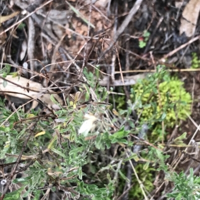 Vittadinia cuneata (Fuzzweed, New Holland Daisy) at Phillip, ACT - 31 Jul 2022 by Tapirlord