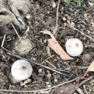 zz puffball at O'Malley, ACT - 31 Jul 2022