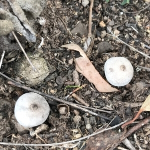 zz puffball at O'Malley, ACT - 31 Jul 2022