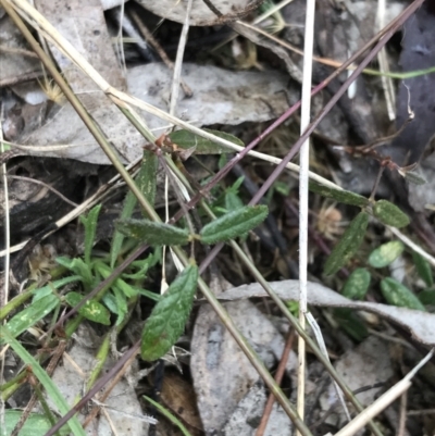 Grona varians (Slender Tick-Trefoil) at O'Malley, ACT - 31 Jul 2022 by Tapirlord