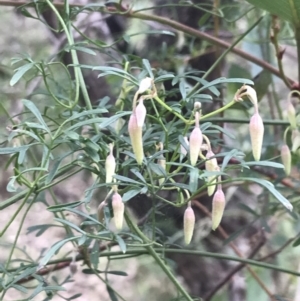 Clematis leptophylla at O'Malley, ACT - 31 Jul 2022