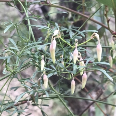 Clematis leptophylla (Small-leaf Clematis, Old Man's Beard) at O'Malley, ACT - 31 Jul 2022 by Tapirlord