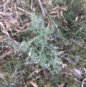 Vittadinia gracilis at O'Malley, ACT - 31 Jul 2022