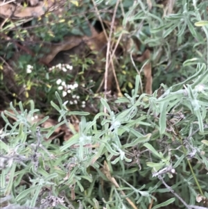 Vittadinia gracilis at O'Malley, ACT - 31 Jul 2022
