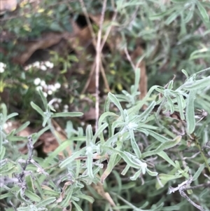 Vittadinia gracilis at O'Malley, ACT - 31 Jul 2022