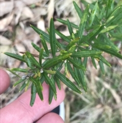 Grevillea sp. (Grevillea) at O'Malley, ACT - 31 Jul 2022 by Tapirlord