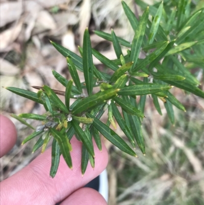 Grevillea (genus) (Grevillea) at O'Malley, ACT - 31 Jul 2022 by Tapirlord
