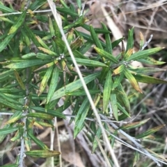 Grevillea sp. at O'Malley, ACT - 31 Jul 2022 01:05 PM