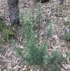 Cassinia quinquefaria (Rosemary Cassinia) at Phillip, ACT - 31 Jul 2022 by Tapirlord