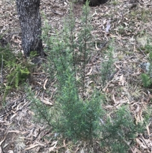 Cassinia quinquefaria at Phillip, ACT - 31 Jul 2022 01:04 PM