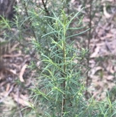 Cassinia quinquefaria at Phillip, ACT - 31 Jul 2022 01:04 PM