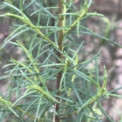 Cassinia quinquefaria at Phillip, ACT - 31 Jul 2022 01:04 PM