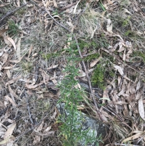 Cassinia quinquefaria at Phillip, ACT - 31 Jul 2022 01:04 PM