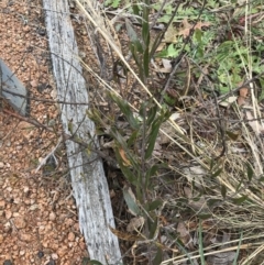 Acacia lanigera var. lanigera (Woolly Wattle, Hairy Wattle) at Phillip, ACT - 31 Jul 2022 by Tapirlord