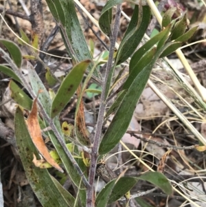 Acacia lanigera var. lanigera at Phillip, ACT - 31 Jul 2022