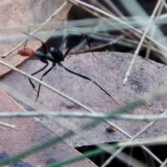 Leptomyrmex erythrocephalus at Broulee Moruya Nature Observation Area - 5 Aug 2022 by LisaH