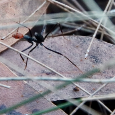 Unidentified Ant (Hymenoptera, Formicidae) at Moruya, NSW - 5 Aug 2022 by LisaH