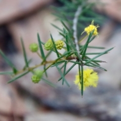 Acacia brownii (Heath Wattle) at Broulee Moruya Nature Observation Area - 5 Aug 2022 by LisaH