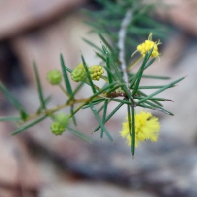 Acacia brownii (Heath Wattle) at Moruya, NSW - 5 Aug 2022 by LisaH