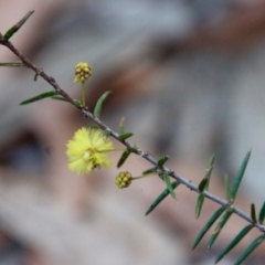 Acacia brownii at Moruya, NSW - 5 Aug 2022