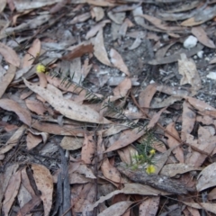 Acacia brownii at Moruya, NSW - suppressed